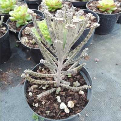 Pianta Kalanchoe Tubiflora in Vaso 10cm - Piante Succulente