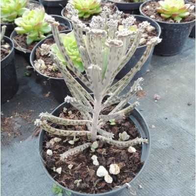 Pianta Kalanchoe Tubiflora - Piante succulente