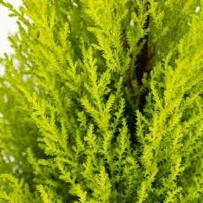 cipresso goldcrest siepe cipresso goldcrest siepe