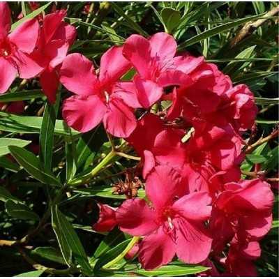 40pz Pianta Nerium Oleander - Siepi 40pz Pianta Nerium Oleander - Siepi