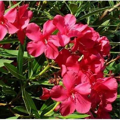 40pz Pianta Nerium Oleander - Siepi