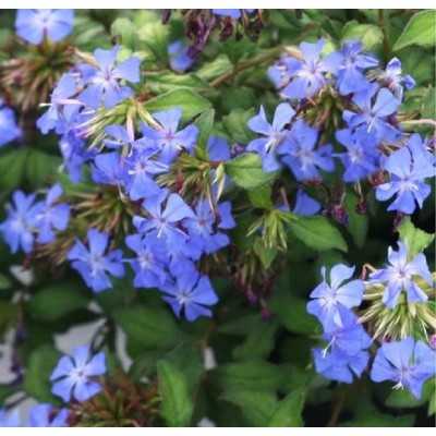pianta ceratostigma pianta ceratostigma