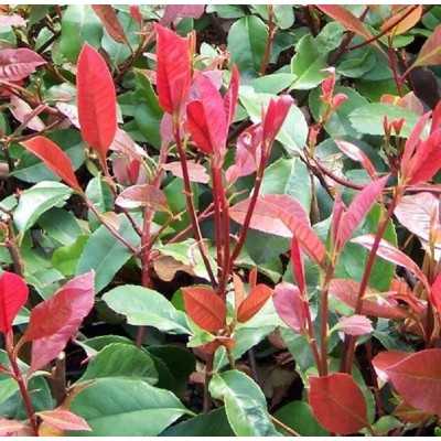 40pz Pianta Photinia Nana - Siepi