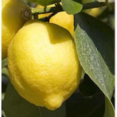 Albero Limone Zagara Bianca - Alberi di agrumi