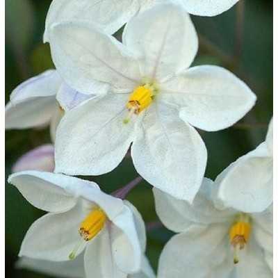 Pianta Solanum Jasminoide Bianco - Piante fiorite