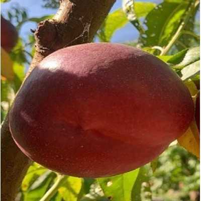 pesco frutto pesco frutto