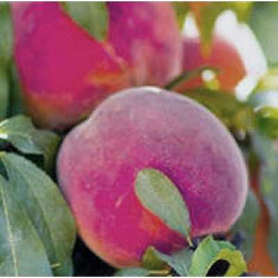 Albero Pesco Sweet Dream - Alberi da frutto
