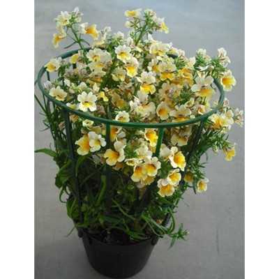 6 Pianta Nemesia - Piante fiorite 6 Pianta Nemesia - Piante fiorite