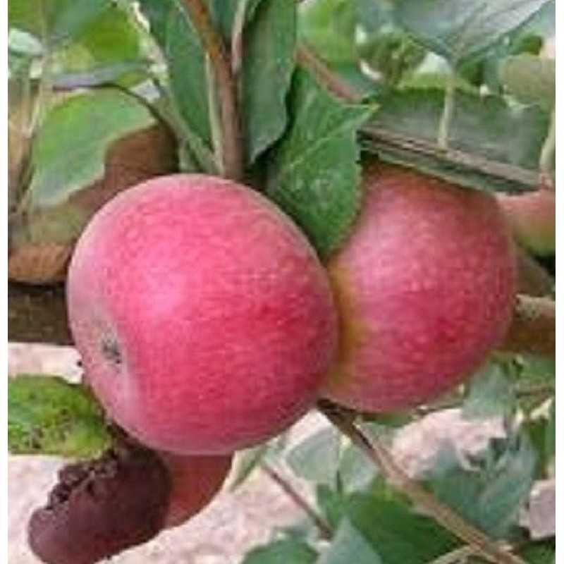 Albero Albero Melo Varietà Annurca Albero Albero Melo Varietà Annurca