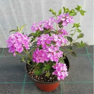 4 Piante Lantana Sellowiana...