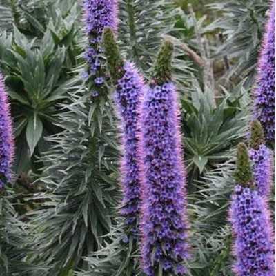 40pz Pianta Echium Fastuosum - Cespugli