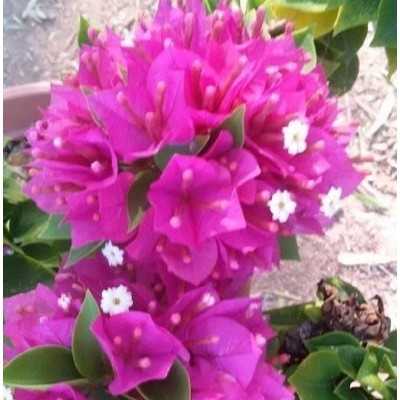 40pz Pianta Bougainvillea Mini Thai - Cespugli 40pz Pianta Bougainvillea Mini Thai - Cespugli