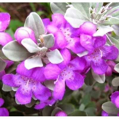 Pianta Leucophyllum Frutescens - Cespugli fioriti