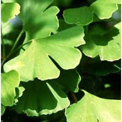 40Pz Pianta Ginkgo Biloba - Alberi 40Pz Pianta Ginkgo Biloba - Alberi