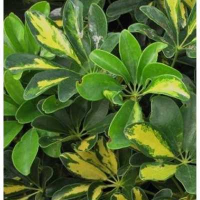 40pz Pianta Schefflera - Siepi 40pz Pianta Schefflera - Siepi