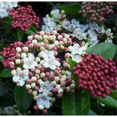 viburnum tinus siepe