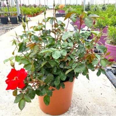 rose senza spine varietà