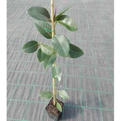 piante ficus piante ficus