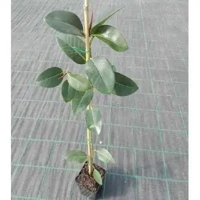 piante ficus