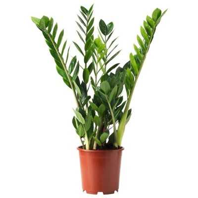 Pianta Zamioculcas - Piante da interno