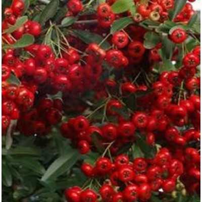 pyracantha in vaso