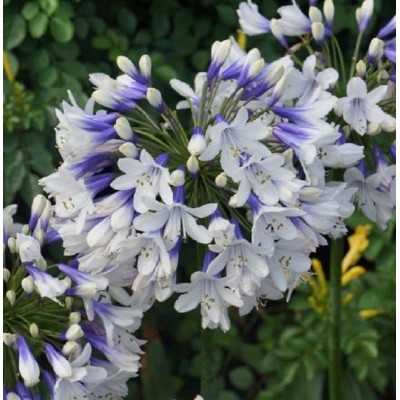 Pianta Agapanthus Twister - Cespugli fioriti