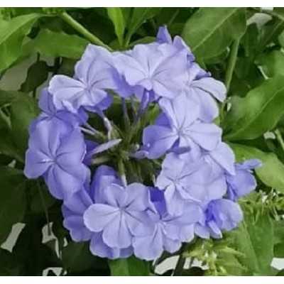 40pz Pianta Plumbago Capensis Blu - Rampicanti