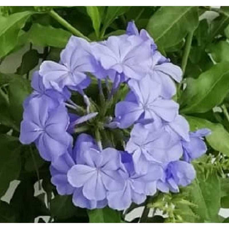 Pianta Plumbago Capensis Blu 20 Pezzi in Vaso 7cm - Piante da Ricoltivare