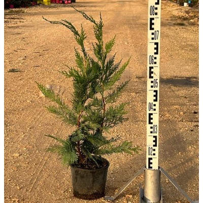Pianta Cupressocyparis Leylandii - Siepi da giardino