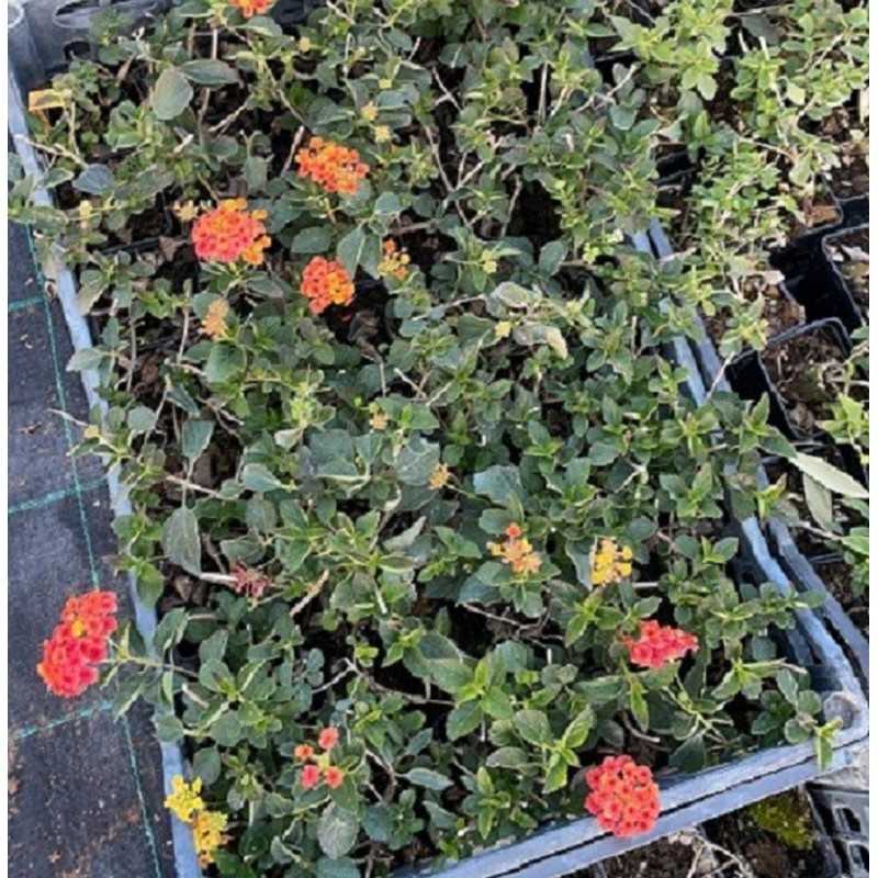 Pianta Lantana Camara 20 Pezzi in Vaso7cm Vario Colore - Piante da Ricoltivare Pianta Lantana Camara 20 Pezzi in Vaso7cm Vario Colore - Piante da Ricoltivare
