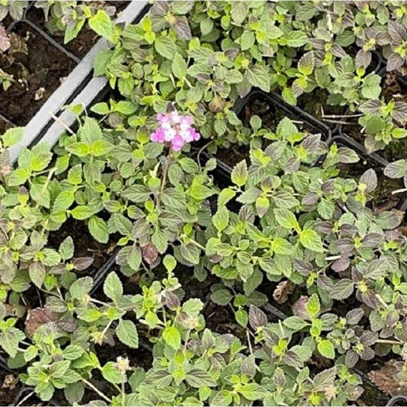 Pianta Lantana Sellowiana 20 Pezzi in Vaso 7cm Vario Colore - Piante da Ricoltivare Pianta Lantana Sellowiana 20 Pezzi in Vaso 7cm Vario Colore - Piante da Ricoltivare