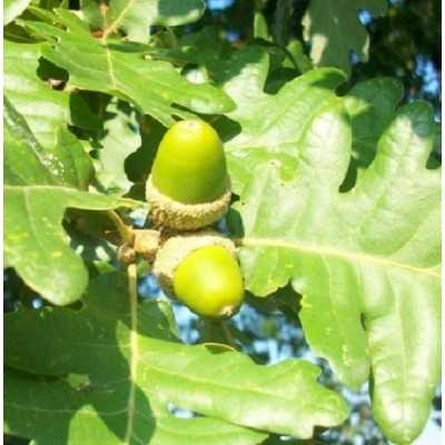 40pz Pianta Quercia Robur - Alberi 40pz Pianta Quercia Robur - Alberi