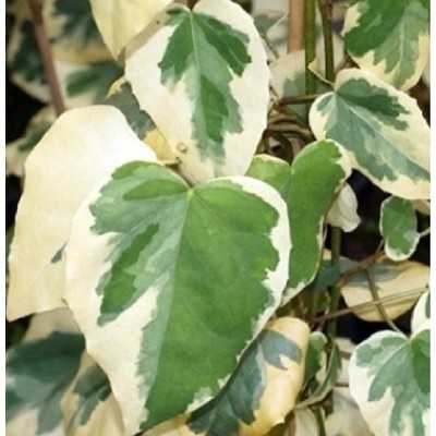 40pz Pianta Hedera Variegata - Rampicanti