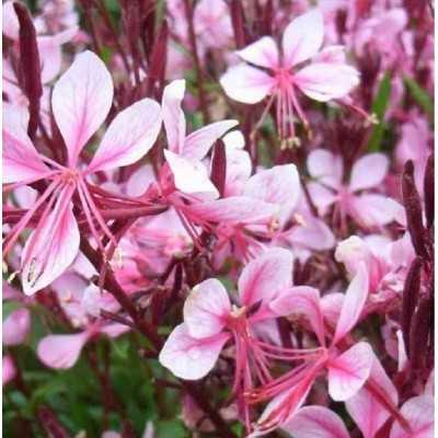 40pz Pianta Gaura Lindheimeri Rosa - Cespugli