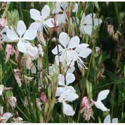 40pz Pianta Gaura Lindheimeri Alba Bianca - Cespugli