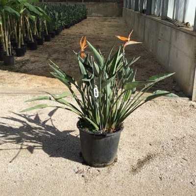 Pianta Strelizia Reginae in Vario Formato - Piante Ornamentali