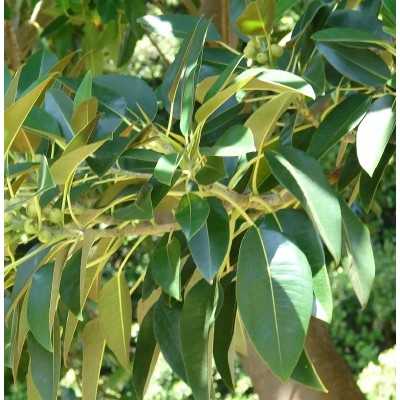 40pz Pianta Ficus Macrophylla - Alberi