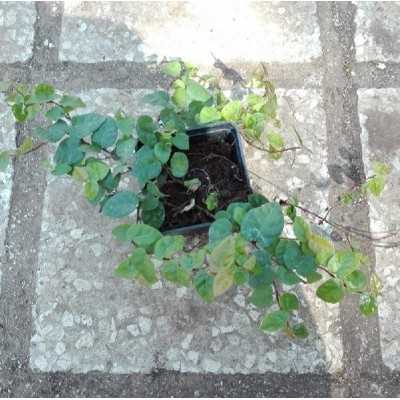 Pianta Ficus Repens Vaso 7cm - 20 Pz - Piante da Ricoltivare