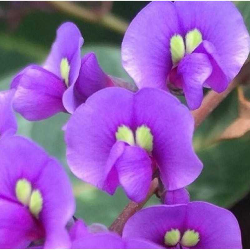 Pianta Hardenbergia in Vario Colore in Vaso 7cm - 40 Pz - Piante da Ricoltivare Pianta Hardenbergia in Vario Colore in Vaso 7cm - 40 Pz - Piante da Ricoltivare