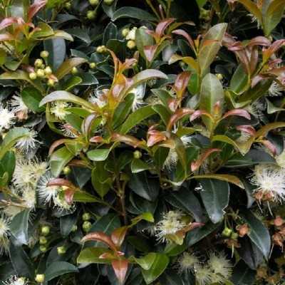 siepe eugenia myrtifolia