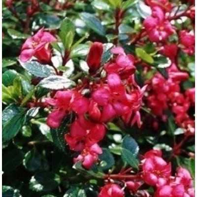 escallonia red dream