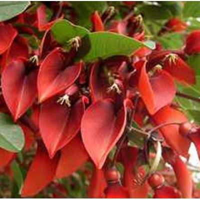 40pz Pianta Erythrina Cristagalli - Alberi 40pz Pianta Erythrina Cristagalli - Alberi