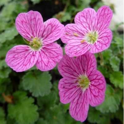 40pz Pianta Erodium - Tappezzanti