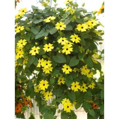 40pz Pianta Thunbergia - Rampicanti 40pz Pianta Thunbergia - Rampicanti