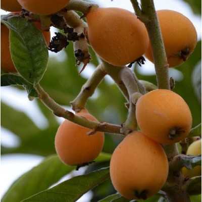nespola giapponese nespola giapponese