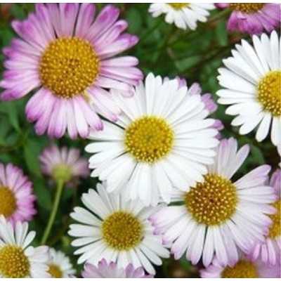 40Pz Pianta Erigeron Karvinskianus - Cespugli