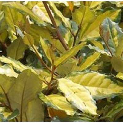 40pz Pianta Eleagnus Aurea - Siepi 40pz Pianta Eleagnus Aurea - Siepi