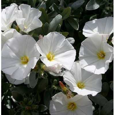 Pianta Convolvulus Cneorum in Vaso 7cm - 20 Pz - Piante da Ricoltivare