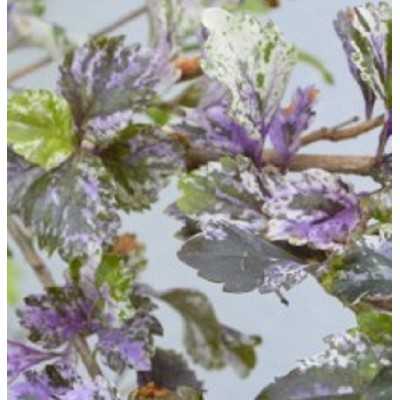 duranta erecta repens