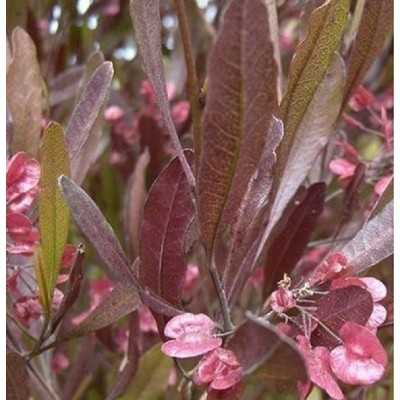 40pz Pianta Dodonea Purpurea - Siepi 40pz Pianta Dodonea Purpurea - Siepi